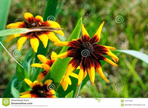 Flores Amarillas Brillantes Hermosas Del Rudbeckia En El Jardín Foto de