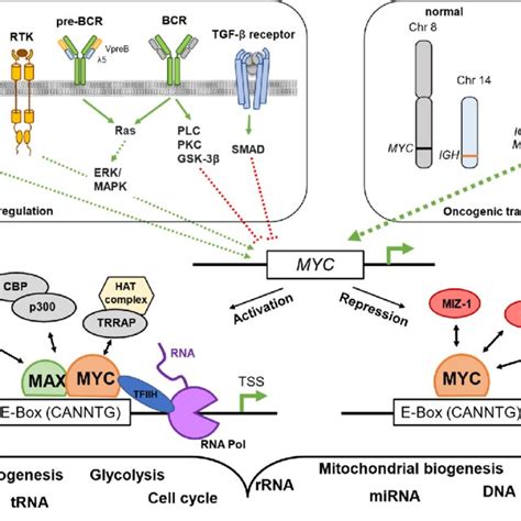 Regulation Of The Myc Gene And Functions Of Myc Shown Are Pathways