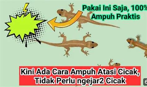 Rumah Banyak Cicak Simak Cara Mengusir Cicak Dari Rumah Dengan Mudah