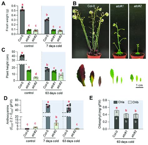 Cold Acclimation And Adaptation In Col 0 And ATC Mutants Plants Were