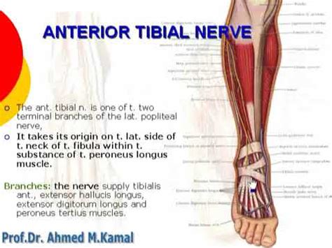 Tibial Nerve Model