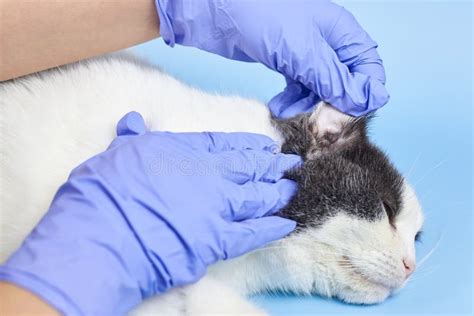 A Veterinarian In Medical Gloves Is Checking The Ear Of An Adult Cat