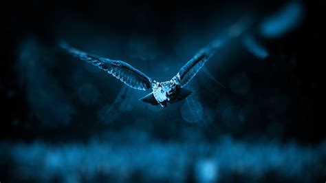 «night owl» HD Wallpapers