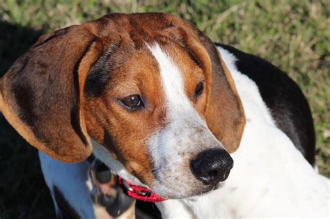 Board and Train - www.prairieoaksdogtraining.com