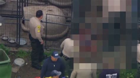 California Man Attacked Killed By Group Of Pit Bulls In Backyard