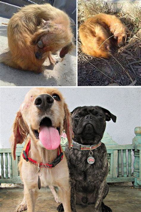 Perros Callejeros rescatados, Antes y Despues transformacion - Mascotas ...