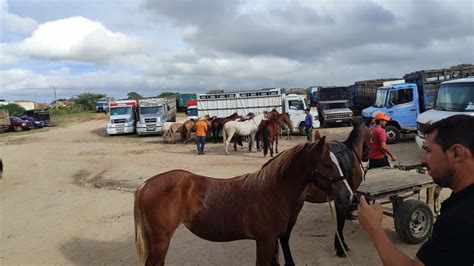 Feira De Cavalo Cachoeirinha Pe Nordeste Agro Agrobrasil