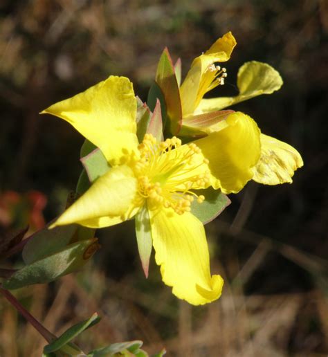 Four Petal St John S Wort Florida Wildflower Foundation