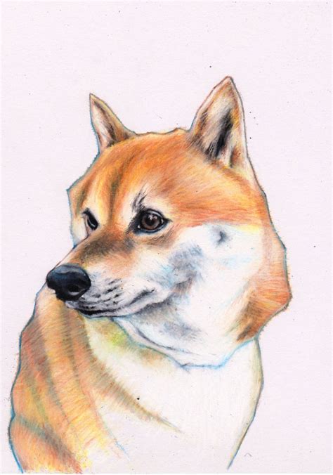 Shiba Inu Drawing at PaintingValley.com | Explore collection of Shiba ...