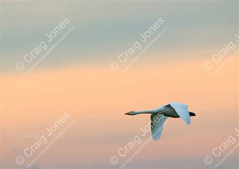 Whopper Swan In Coastal Craig Jones Wildlife Photography