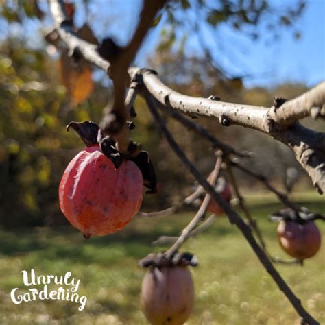 Foraging And Harvesting Wild Persimmons Unruly Gardening