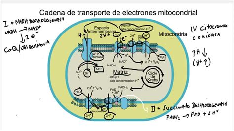 Cadena De Transporte De Electrones Y Fosforilación Oxidativa Youtube