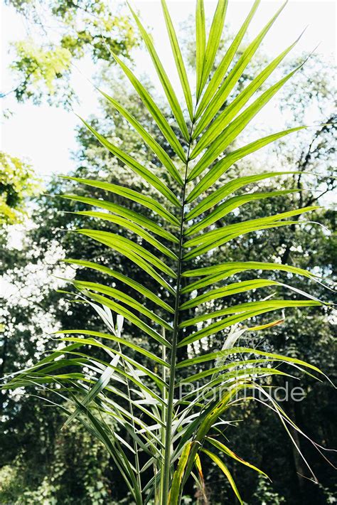 archontophoenix alexandrae alexandra palm plantitude kenya