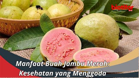 Manfaat Buah Jambu Merah Kesehatan Yang Menggoda