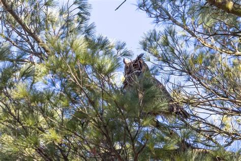 El Gran B Ho De Cuernos Bubo Virginianus Tambi N Conocido Como El