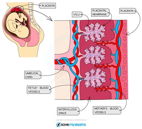 Edexcel IGCSE Biology: Double Science 复习笔记 3.1.6 Pregnancy