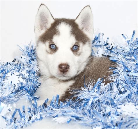 Christmas Husky Puppy Royalty Free Stock Photos Image 27513408