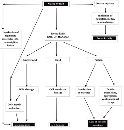 Pathway of heavy metals sources and exposure to humans 17 | Download Scientific Diagram