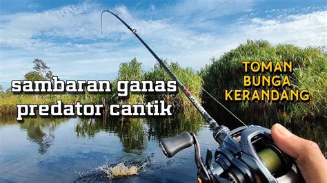 Mancing Ikan Toman Bunga Atau Kerandang Di Air Hitam Tarikan Nya Ganas