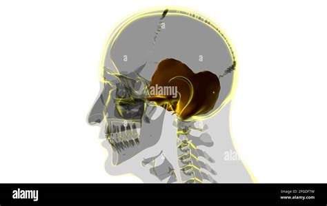 Human Skeleton Skull Temporal Bone Anatomy For Medical Concept 3D