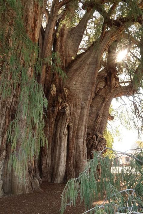 The Huge Tree Of Tule El Arbol Del Tule Sun Shining Through Its