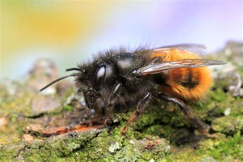 How To Shoot Insect Photography Close Up And Macro