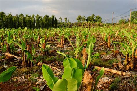 Sapling In Large Banana Field Stock Photo Image Of Plantation