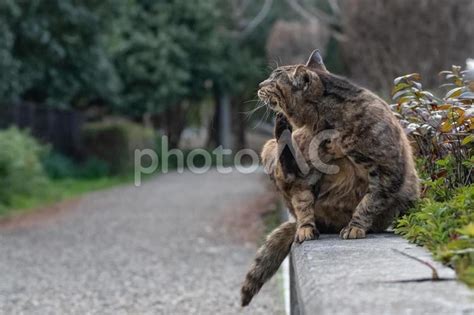 のら猫のバラッド・俺たちは生きている No 22557477｜写真素材なら「写真ac」無料（フリー）ダウンロードok