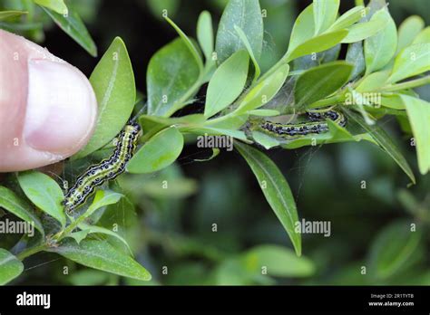 Caterpillars Of Box Tree Moth Cydalima Perspectalis On Boxwood Buxus