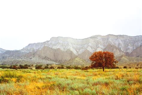 Rbol Rojo En La Sabana Las Monta As Hierba Amarilla Paisaje Foto De