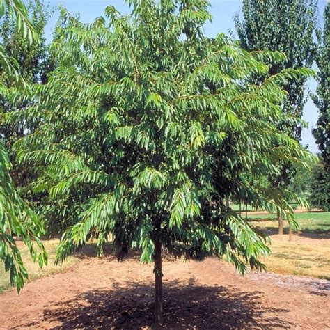 Prunus X Yedoensis Akebono Yoshino Cherry 2530 Siteone