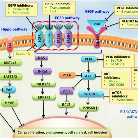 Pdf Molecular Classification Of Gastric Cancer Towards A Pathway