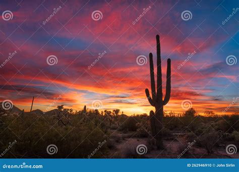 Sonoran Desert Sunset With Saguaro Cactus In Arizona Stock Photo