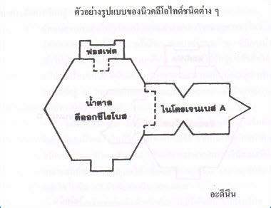 การทดลองเรอง เรยนรโครงสราง DNA