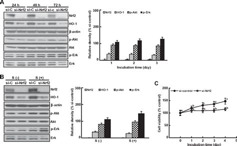 Figure From Reactive Oxygen Species And Pi K Akt Signaling Play Key