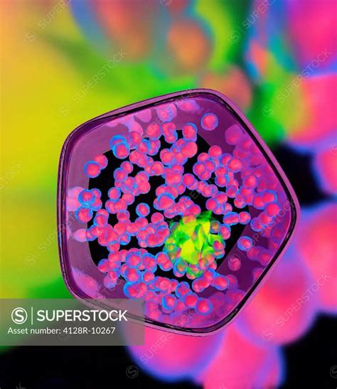 Plant cell, artwork - SuperStock