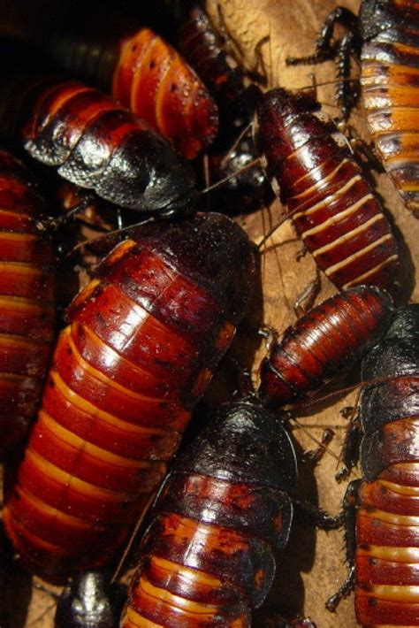 Solving the Cockroach Infestation Problem