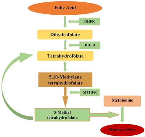 Biomedicines Free Full Text Biological Role Of Folic Acid In