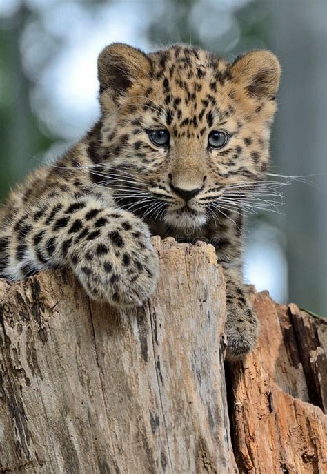 Amur Leopard Cub Stock Photo - Image: 51645116