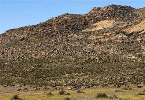 Goegap Nature Reserve Northern Cape