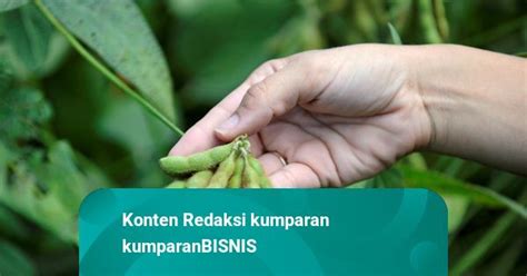 Mau Swasembada Di Kementan Akan Paksa Importir Tanam Kedelai