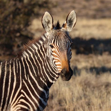 Mountain Zebra National Park, South Africa: Portrait of a Mountain ...