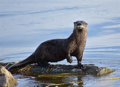 Northern river otter on Seedskadee National Wildlife Refug… | Flickr