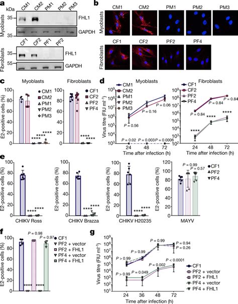 Primary Cells From Patients With Fhl Deficiency Are Resistant To Chikv