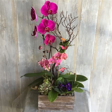 Orchid Flower Care - mygardenchannel