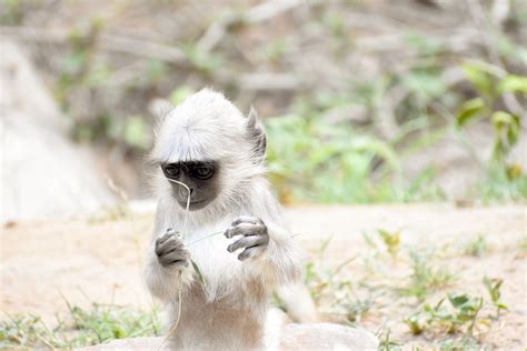 Gray Langur Baby Animal Young - Free photo on Pixabay - Pixabay