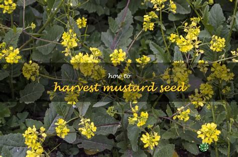 Harvesting Mustard Seeds: A Step-By-Step Guide | ShunCy