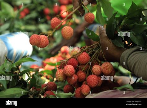 A Man Picks Fresh Lychee Fruit From A Tree In Lychee Orchard At