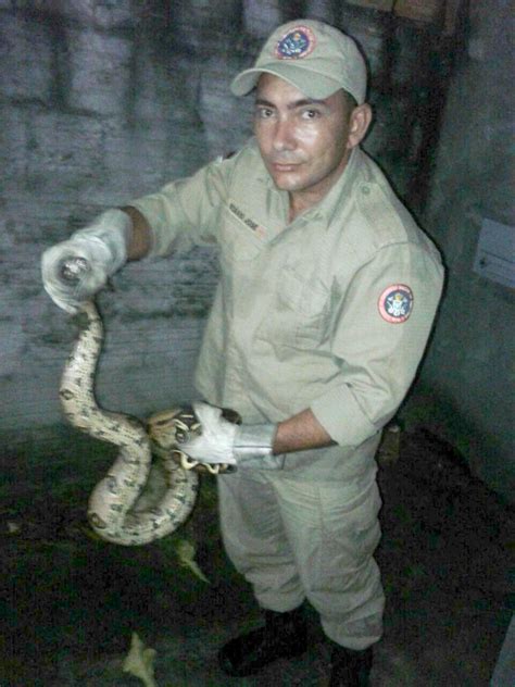 Jiboia De Metros Encontrada Na Frente De Casa Na Zona Sul De