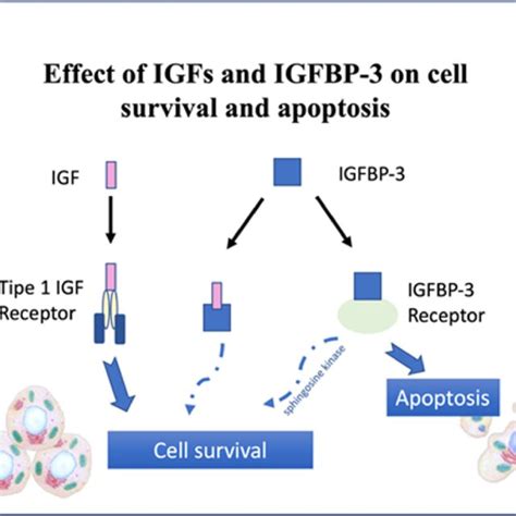 Igfbp 3s And Igfs Role In Apoptosis And Cell Survival Igfbp 3 Plays